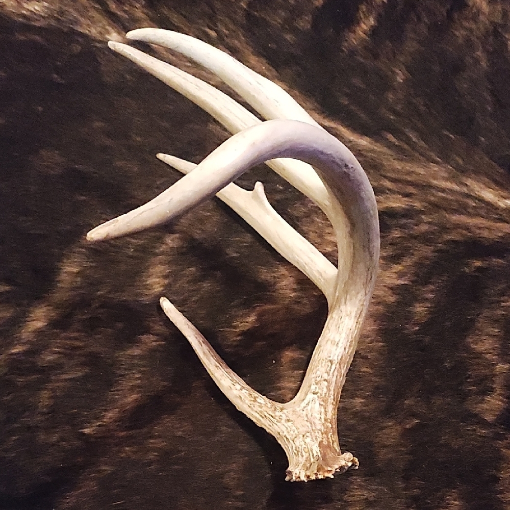 Natural White Deer Antler Shed - Decorative Accent - Picture 2 of 2